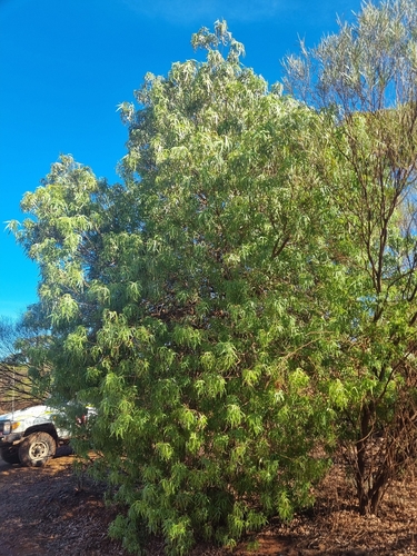 Brachychiton gregorii, photograph 2
