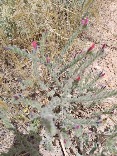 Echium horridum