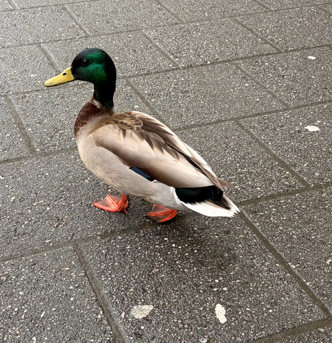 Mallard