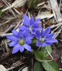 Gentiana thunbergii thunbergii