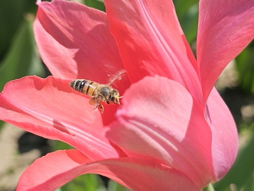 Bee