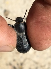 Cryptoglossa muricata