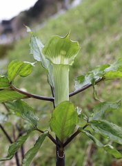 Arisaema yamatense sugimotoi
