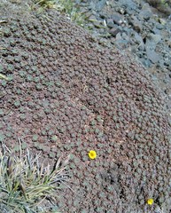 Oxalis erythrorrhiza