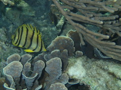 Chaetodon octofasciatus
