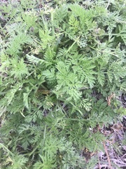 Torilis nodosa