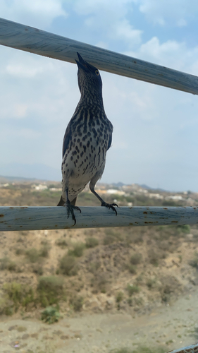 Violet-backed Starling