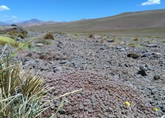 Oxalis erythrorrhiza