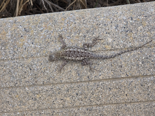 iNaturalist observation photo of Western Fence Lizard