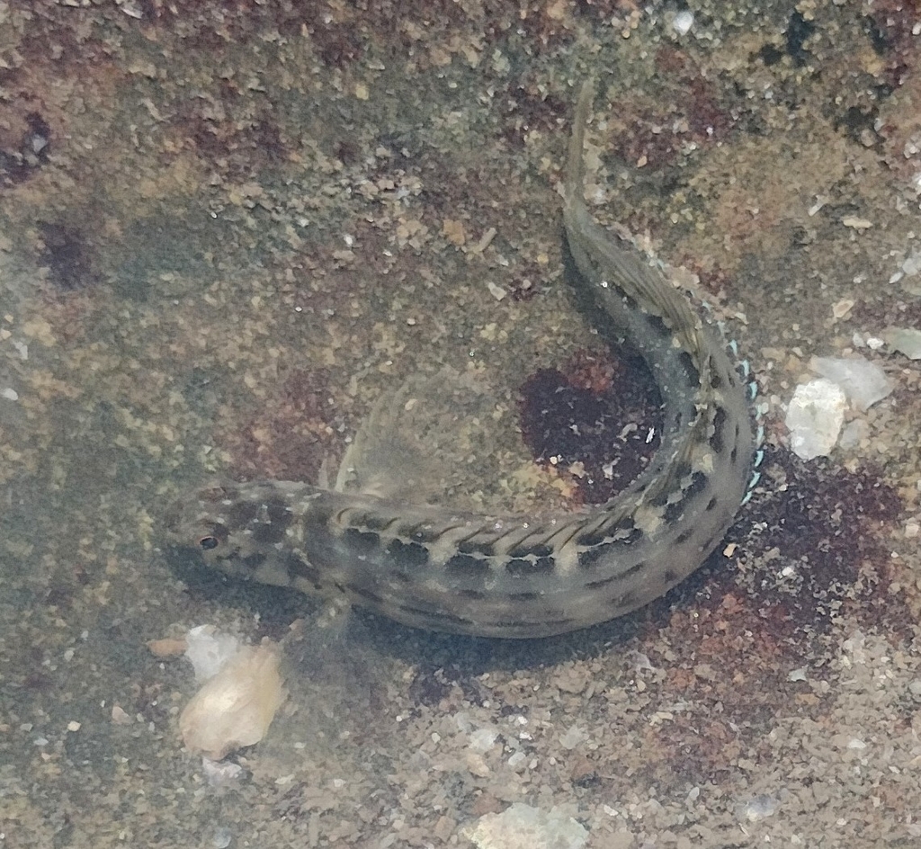 Muzzled blenny (Omobranchus punctatus) — Blenniidae