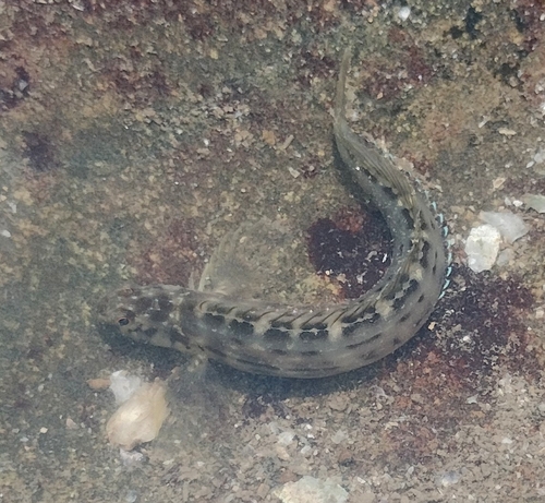 Muzzled blenny (Omobranchus punctatus) — Blenniidae