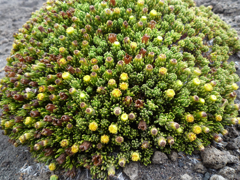 Monticalia microdon