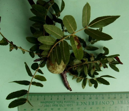 Commiphora ugogensis Engl.