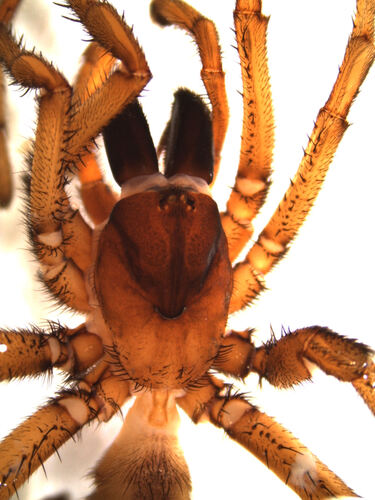 Ancylotrypa nigriceps