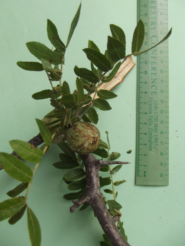 Commiphora ugogensis Engl. 2