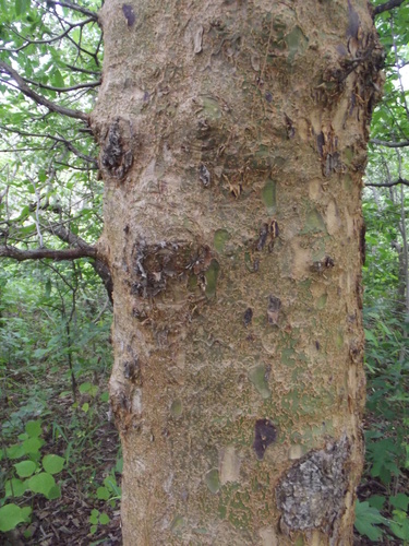 Commiphora ugogensis Engl. 3