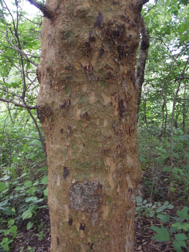 Commiphora ugogensis Engl. 4
