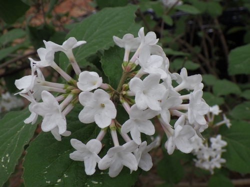 Viburnum carlesii observed 2026-05-03