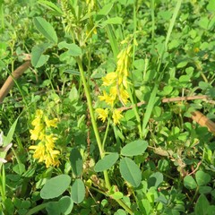 Melilotus officinalis