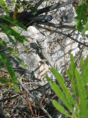 Sceloporus merriami