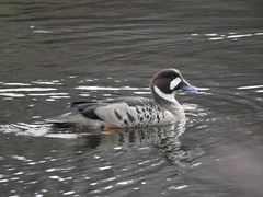 Speculanas specularis