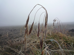 Bromus lanatus