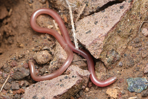 Eurasian Blind Snake