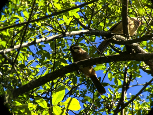 White-browed Laughingthrush
