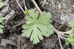Geranium texanum