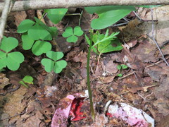 Botrychium lanceolatum