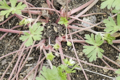 Geranium texanum