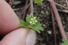 Geranium texanum