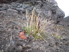 Agrostis foliata