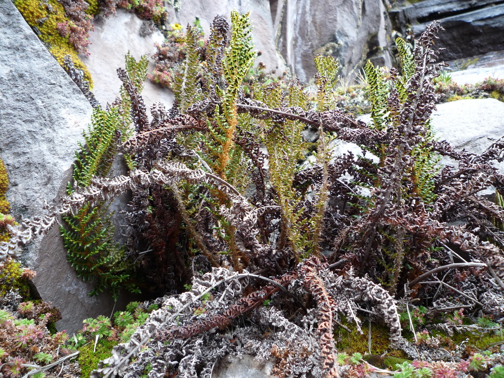 Polystichum orbiculatum; photograph (c) Fabien Anthelme, some rights reserved (CC BY-SA)