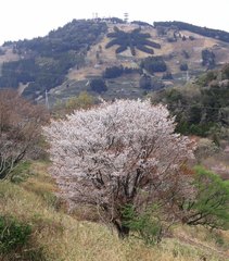 Prunus jamasakura