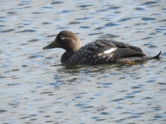 Tachyeres patachonicus