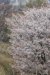 Prunus jamasakura