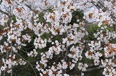 Prunus jamasakura