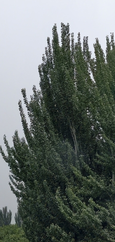 Black Poplar