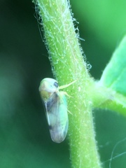 Pediopsoides distinctus