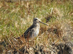 Gallinago magellanica