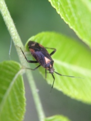 Taedia