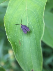 Dichomeris nonstrigella