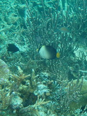 Chaetodontoplus mesoleucus