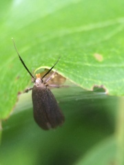 Dichomeris nonstrigella