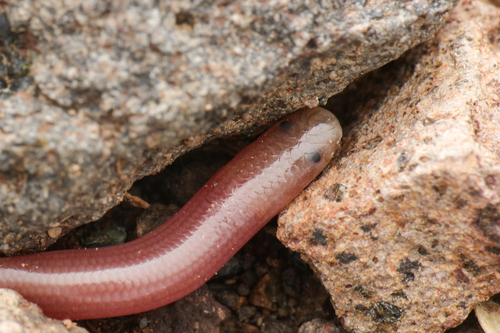 Eurasian Blind Snake