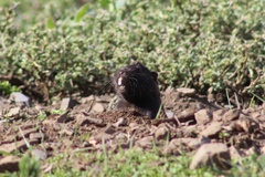 Spalacopus cyanus