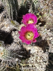 Echinocereus engelmannii