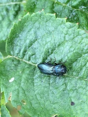 Agrilus cyanescens
