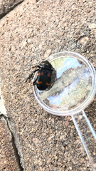Nicrophorus carolina